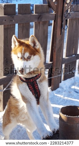 Dog for sledging at small farm in Russia,  Europe. 