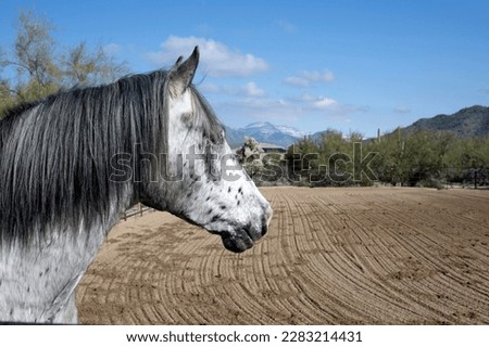 A beautiful white horse in an Arizona corral