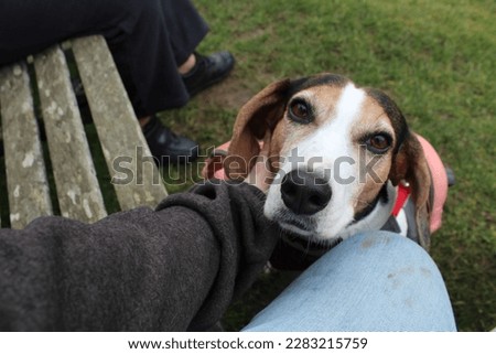 Beagle looks adoringly at its owner Royalty-Free Stock Photo #2283215759