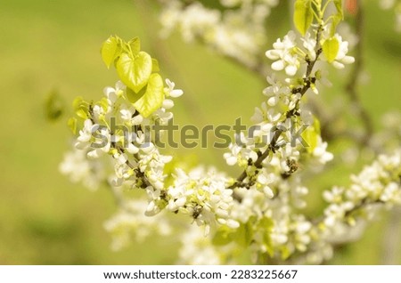 Cercis siliquastrum Judas tree branch. rare species - white flowers Royalty-Free Stock Photo #2283225667