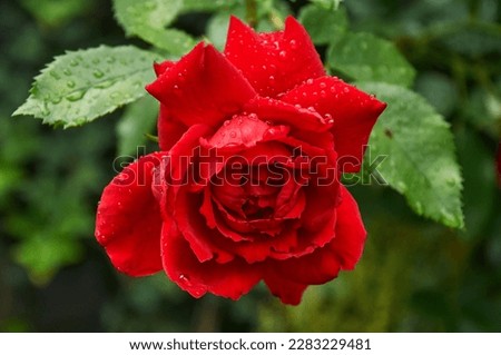 Red rose with raindrops in the garden. Sunny summer day after rain.