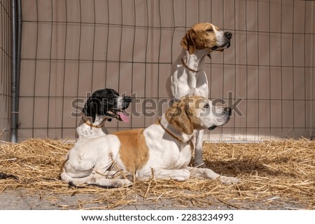 Hunting and hunters fair in the Majorcan town of Santanyi. Exhibition of hunting dogs of the Pointer breed Royalty-Free Stock Photo #2283234993