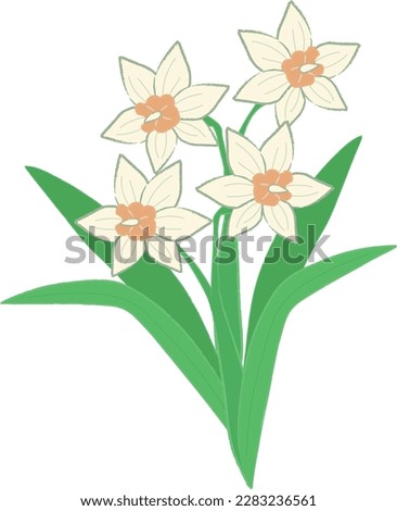 Narcissus tazetta subsp. chinensis with hand drawn. Clip art of Yellow White daffodil.