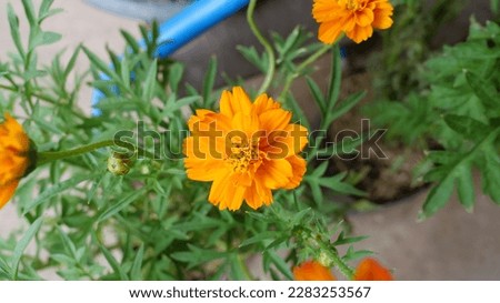 orange marigold flower garden background icon cartoon 3D illustration