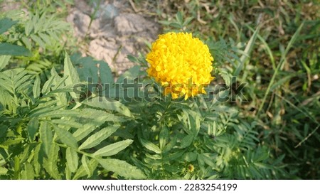 Marigold flower plants background icon cartoon 3D illustration