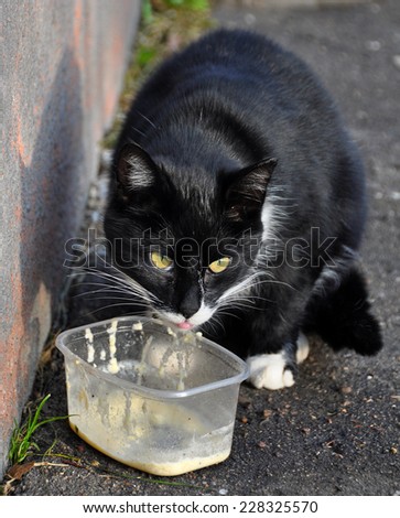 black cat eating 