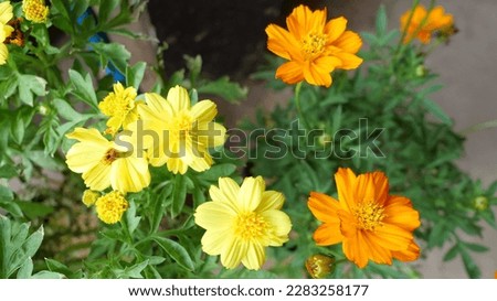 Yellow flower in wind background icon cartoon 3D illustration