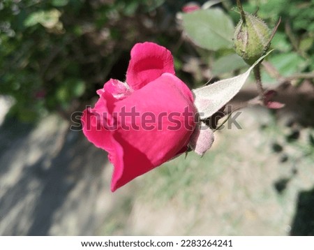 Red Rose | Beautiful Rose Picture 