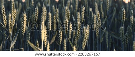 Marvel at the promise of nature's bounty with this lush field of young wheat ready to flourish in the springtime. A reminder that the earth provides us with everything we need to thrive Royalty-Free Stock Photo #2283267167