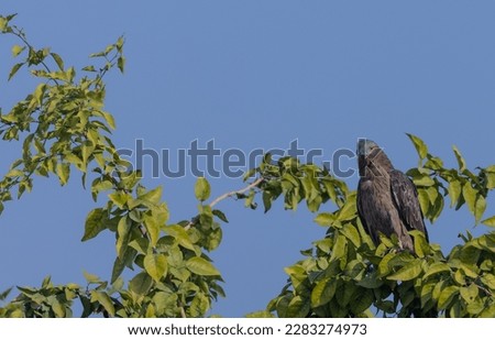 Oriental Honey Buzzard (Pernis ptilorhynchus) eagle perching on the top of the tree.