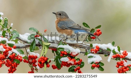Bluebird Is Standing On Red Cherry Plum Tree Branches With Snow In Blur Background 4K 5K HD Birds Wallpaper