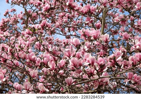 Pink Magnolia 'Hot Lips' in flower.