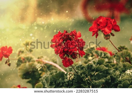 summer red geranium in close-up in the garden on a green background Royalty-Free Stock Photo #2283287515