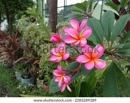 A pink flower called Plumeria that blooms in the garden
