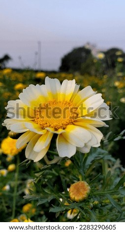 beautiful white and yellow flowers like sun flowers