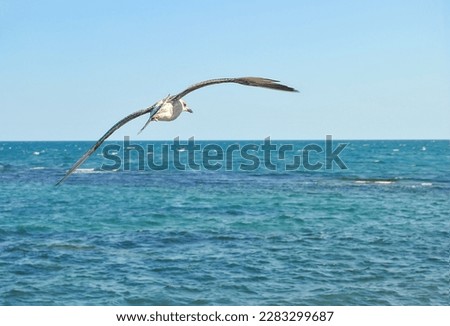 Wonderful seascape with a flying seagull on a summer day