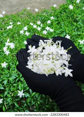 Jasmine has small white flowers, although some species have bright yellow, with long shoots that climb. Typically, each flower will have about four to nine petals, two locules, and one to four ovules, Royalty-Free Stock Photo #2283300483