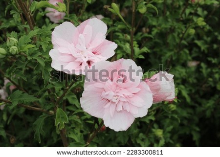 Hibiscus syriacus Pink Chiffon, hibiskus, bush with blossom in pink Royalty-Free Stock Photo #2283300811