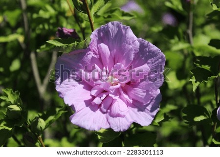 Hibiscus syriacus Lavender Chiffon, hibiskus, bush with purple blossoms Royalty-Free Stock Photo #2283301113