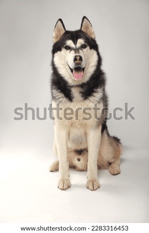 A black Siberian Husky boy is sitting on a white background