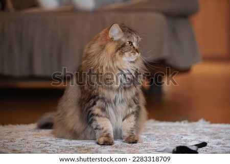 Siberian Cat Is Sitting On The Floor And Looking Away. Selective Focus.