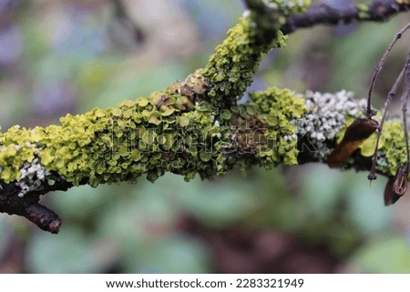 moss in the spring forest after rain
