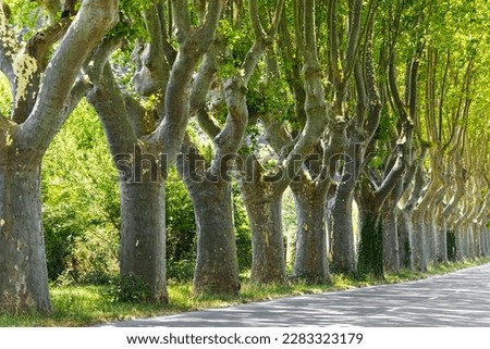 Alley of old trimmed platanus trees Royalty-Free Stock Photo #2283323179