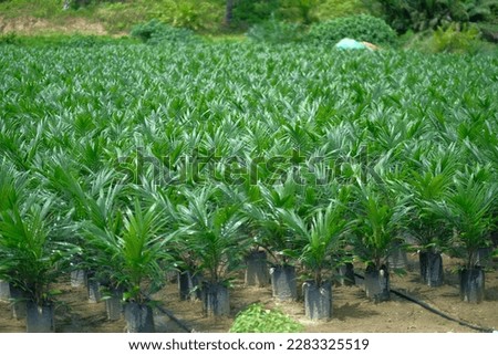 a palm tree nursery in East Kalimantan, owned by PT Astra Agro Lestari. January 10, 2020 Royalty-Free Stock Photo #2283325519
