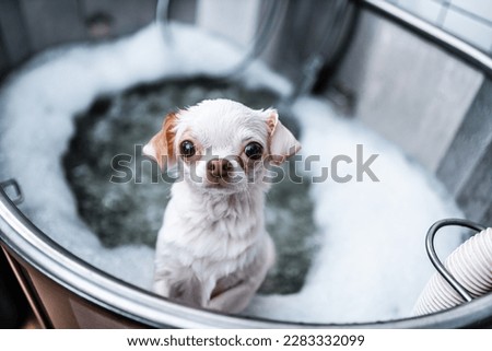 A little white chihuahua takes a bubble bath in a spa salon. Pet care. High quality photo