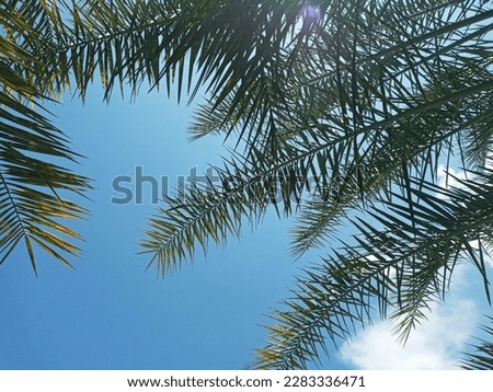 Lush Green of Date Palm Tree on Blue Sky Background