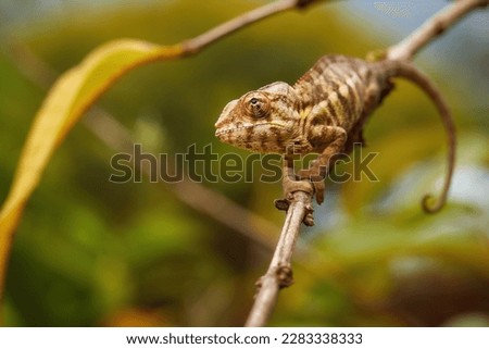Chameleons of Madagascar: brown and white striped panther chameleon , Furcifer pardalis climbing on twig, frontal view of eye and head, blurred green background. Andasibe forest, Madagascar.