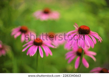 Purple echinacea flowers grows in the garden. Closeup, side view, selective art focus.