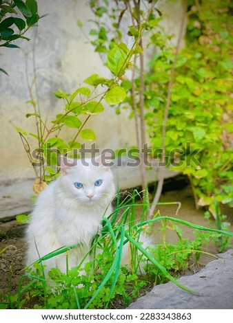 Beautiful Blue Eyed White Cat Picture