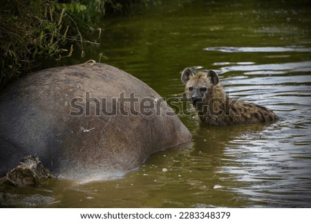Hyena Feeding On Hippo Carcass
