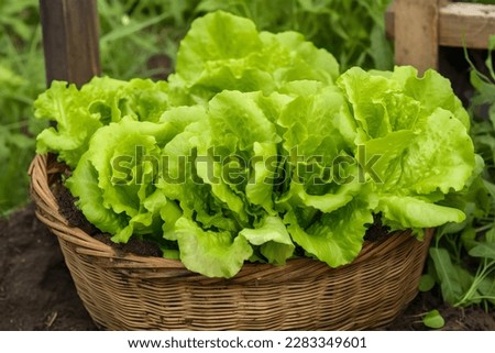 A basket of lettuce is shown in a garden