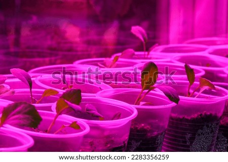 Cabbage grows in a plastic cup under an ultraviolet lamp. Seedlings before planting in the garden. Clouse of young plants in pots for planting Royalty-Free Stock Photo #2283356259