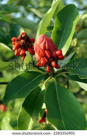 The aggregate fruits of sweetbay magnolia (Magnolia virginiana), showing the seeds, which are covered with fleshy red arils
