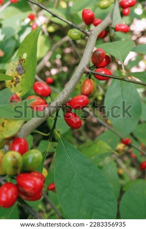 The red fruits (drupes) of spicebush (Lindera benzoin), a native, deciduous, woodland shrub Royalty-Free Stock Photo #2283356935