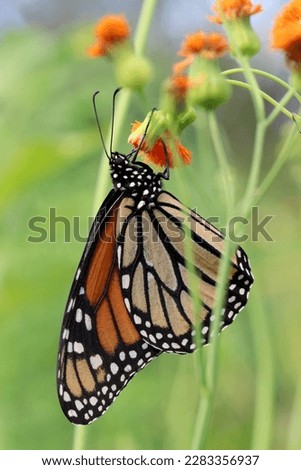 Monarch butterfly (Danaus plexippus) feeding on the flower of 'Irish Poet' tassel flower (Emilia javanica 'Irish Poet') Royalty-Free Stock Photo #2283356937
