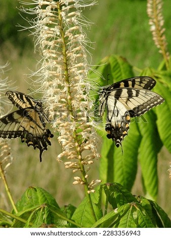 The native deciduous shrub known as bottlebrush buckeye (Aesculus parviflora) in flower with two Eastern tiger swallowtail (Papilio glaucus) butterflies Royalty-Free Stock Photo #2283356943