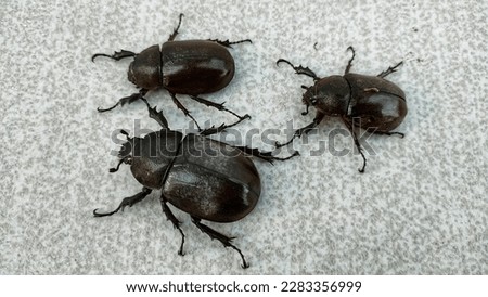 Dung beetles lying on the floor. Dung beetles are a type of beetle that is partially or wholly fed on dung. Royalty-Free Stock Photo #2283356999
