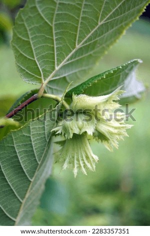 The ruffled green husks covering the developing nuts on American hazelnut or filbert (Corylus americana) Royalty-Free Stock Photo #2283357351