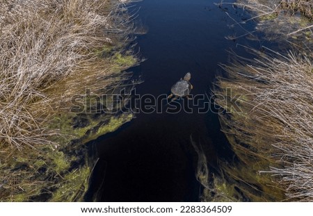 Aerial view of snapping turtle swimming -Massachusetts 
