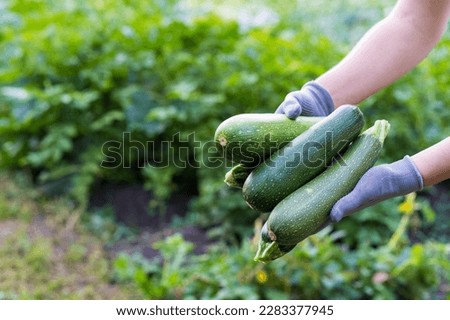 zucchini in the hands of a farmer, the concept of harvesting and gardening, a place for text. Royalty-Free Stock Photo #2283377945
