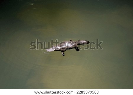 Platypus swimming in a river at Eungella National Park in Queensland, Australia