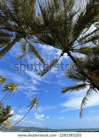 Beautiful look up at the sky and palm trees