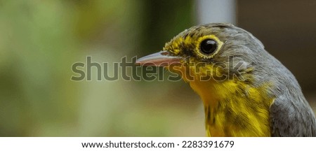 this beutiful bird is canada warbler, and with some observations we can tell that this little bird is on his firts migration Royalty-Free Stock Photo #2283391679