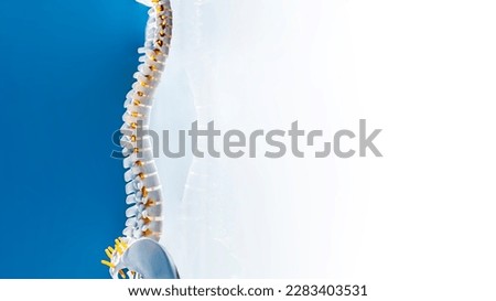 Complete human spine skeleton model with beautiful reflection on glass table.Cervical, thoracic and lumbar spine to sacrum.Doctor in the orthopedic unit uses it for patient education before surgery. Royalty-Free Stock Photo #2283403531