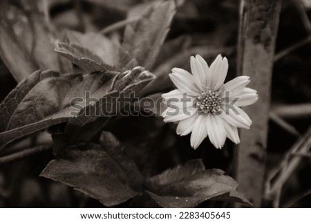Nature's Monochrome: A Black and White Shot of a Delicate Flower Peeking Through the Foliage