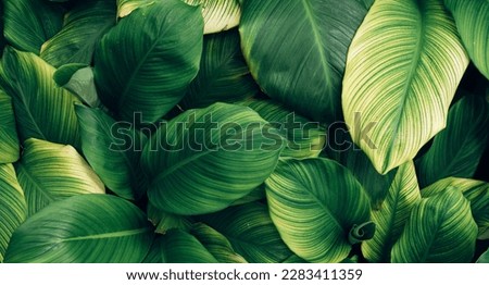closeup nature view of tropical leaves background, dark nature concept	 Royalty-Free Stock Photo #2283411359